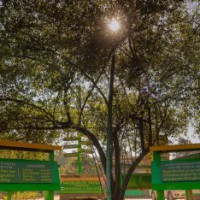 Museum of Trees curator wants Central Vista landscape with sacred trees