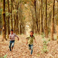 Assam, Tripura's top mission to promote commercial cultivation of Agar