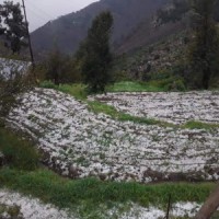 Unseasonal hailstorms leave Jammu's farmers distraught