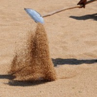 Wheat procurement in Himachal clocks record 1L quintal