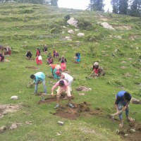UP plantation drive with aim on immunity-building