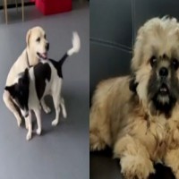 Mahesh Babu, Adivi Sesh's furry friends steal the limelight