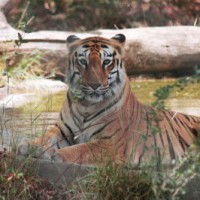 B'desh arrests poaching suspect believed to have killed 70 tigers
