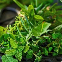 2 Indian institutes sign MoU to boost medicinal plants production