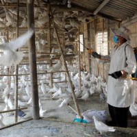 China reports human infection of H10N3 avian influenza