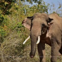 Mudumalai expert panel to decide on tusker Rivaldo's release into forest