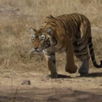 Tigress rescued from abandoned UP factory