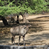 Assam gets sixth national park, another to come up