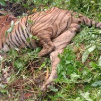 Royal Bengal Tiger killed in Assam