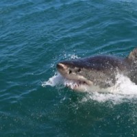 Sharks went nearly extinct 19 million years ago: Study