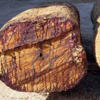 Cong seeks judicial probe into 'illegal' tree felling in Kerala