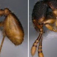 B'luru researchers discover two new ant species, to name one after ATREE founder