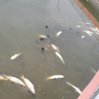 Drop in oxygen level kills hundreds of fish in Guwahati pond