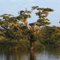 Record levels of deforestation in Brazilian Amazon continue