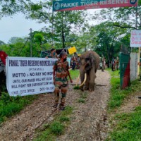 Not paid for 6 months, staff at Arunachal tiger reserve begin indefinite strike