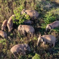 China's migrating elephant herd lingers in township