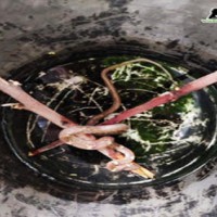 Massive snake rescued from garage in Agra Air Force Station