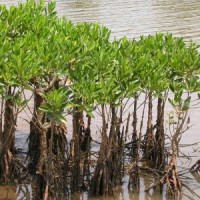 Mangroves can act as bio-shield in Kerala, as storm surge likely to increase