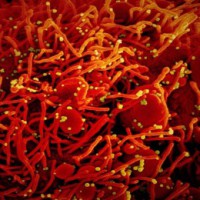 Decoded: How Delta Covid variant is spreading across globe