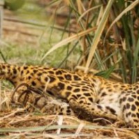 Leopard sighting in densely populated Srinagar area triggers panic