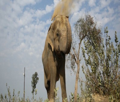 Wild elephant separated from herd attacks forest watcher in Coimbatore Wild elephant separated from herd attacks forest watcher in Coimbatore