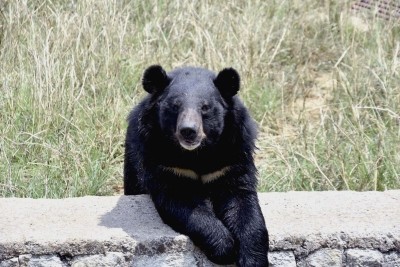 Bear caught in Andhra dies on way to zoo (Lead)