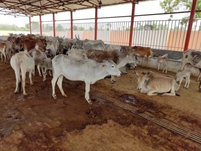 9 UP veterinary officers face action for not tending to gaushalas 9 UP veterinary officers face action for not tending to gaushalas
