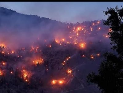 Massive fire sweeps chilgoza pine forest in Himachal Massive fire sweeps chilgoza pine forest in Himachal