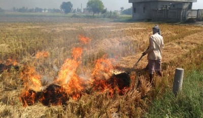 UP farmers move from stubble burning to mushroom cultivation