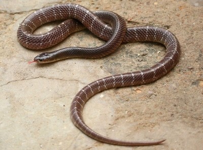 Snake bites woman, husband takes reptile also to hospital Snake bites woman, husband takes reptile also to hospital