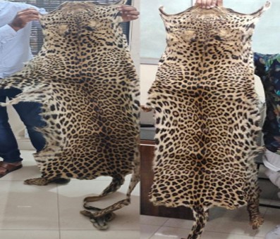 K'taka police arrest rowdy sheeter trading leopard skin K'taka police arrest rowdy sheeter trading leopard skin