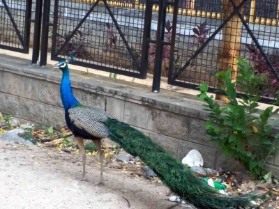 Peacock rescued from 50 ft deep borewell in Taj city Peacock rescued from 50 ft deep borewell in Taj city