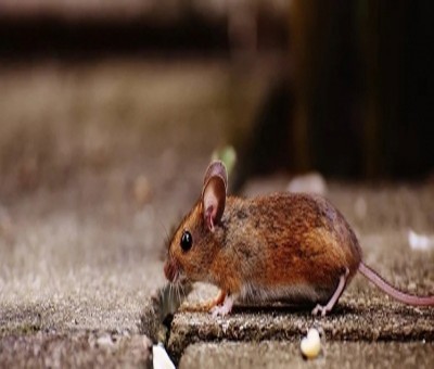 Scientists identify new coronavirus commonly found in rodents