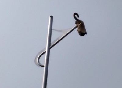 Burglars in K'taka put cow skulls on solar light poles Burglars in K'taka put cow skulls on solar light poles