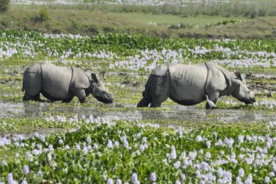 Maharashtra gets 12 new wildlife reserves, 3 sanctuaries Maharashtra gets 12 new wildlife reserves, 3 sanctuaries