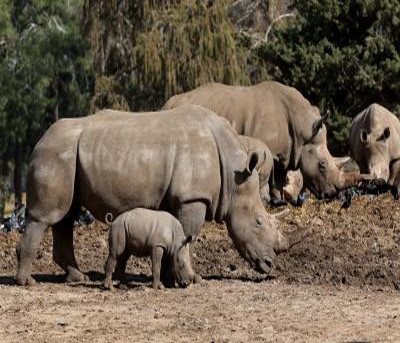 Tanzania plans to introduce 30 white rhinos to boost conservation Tanzania plans to introduce 30 white rhinos to boost conservation