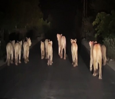 Understanding and co-existence between humans and lions has saved Gir forest's wildlife Understanding and co-existence between humans and lions has saved Gir forest's wildlife