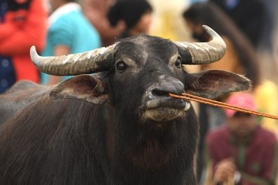 Shamli police orders DNA test of stolen buffalo Shamli police orders DNA test of stolen buffalo