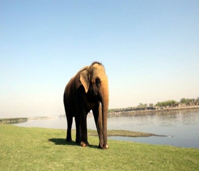 Environment Ministry to carry out leopard & elephant estimation along with tigers Environment Ministry to carry out leopard & elephant estimation along with tigers