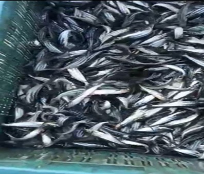 Goa notifies 'Mariculture policy' for production of fish