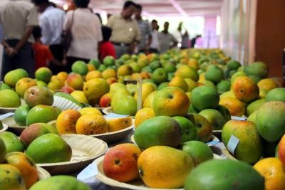 The ripe season for Gaurjeet mangoes, a hidden secret of UP's Gorakhpur-Basti region The ripe season for Gaurjeet mangoes, a hidden secret of UP's Gorakhpur-Basti region
