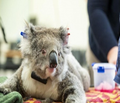 Significant koala population found living in Aus national park Significant koala population found living in Aus national park