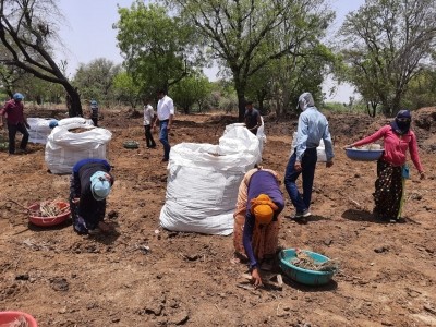 192 metric tonnes of cow dung to be exported to Kuwait from Jaipur