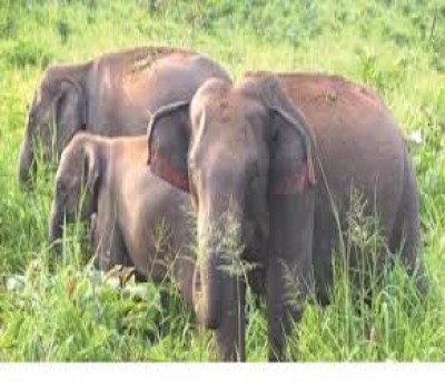 Woman trampled to death by wild elephant in Assam Woman trampled to death by wild elephant in Assam