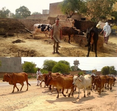 Heat waves, preference for mustard over wheat trigger acute fodder crisis in Rajasthan
