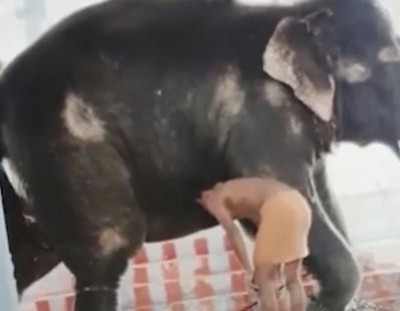 PETA India demands urgent rescue of abused elephant PETA India demands urgent rescue of abused elephant
