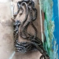 8 Python hatchlings born via artificial incubation released in K'taka forest