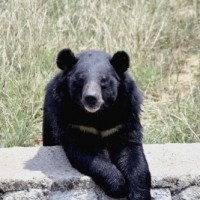 Bear caught in Andhra dies on way to zoo (Lead)