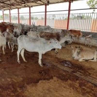 9 UP veterinary officers face action for not tending to gaushalas