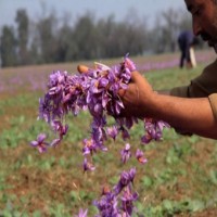 GI tag to J&K saffron and promotion of Kashmiri products